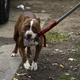 Illustration for article titled Dogs being abandoned in Detroit